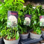 Mexický pomarančovník (Choisya ternata) - výška 20-30 cm, kont. C2L